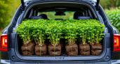 Автоэксперт ответил, как по правилам надо перевозить рассаду на дачу на автомобиле