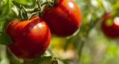 4 грамма янтарной кислоты — и томаты рвут плети от веса: урожай 10 кг с куста