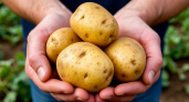 2 горсти на 1 кв. м. — и клубни картофеля размером XXL: супер секрет высокой урожайности раскрывает биолог