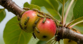 Лучшее средство от тли на яблоне: вредитель быстро покинет ваш огород