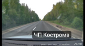 Водитель сбил лося под Костромой и скрылся с места ДТП