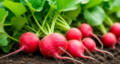 5 ложек на ведро — редис попрет словно на дрожжах: вырастет крупным и сочным — мощная подкормка после 16 июня