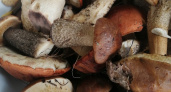 Что будет, если съесть червивые грибы: запомните раз и навсегда