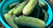 На ведро воды 1 щепотка такой приправы, и огурцы больше не болеют: все вырастают как на подбор ровными и сочными