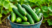 Огурцы это не любят: не делайте этого и будете ведрами собирать урожай