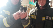 Костромские спасатели помогли котенку, который застрял в гипсокартонной перегородке
