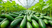 За 1 ночь в августе огурцов нарастает больше, чем в июне: крутой деревенский прием
