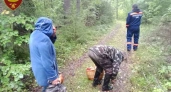 В Костромской области спасатели вывели из леса двух женщин