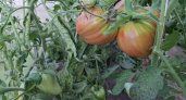 До 7 кг с куста — за этим сортом томатов дачники охотятся по осени: покупайте заранее