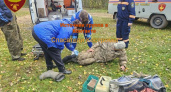Спасатели Костромской области вывели из леса грибника с переломом ноги