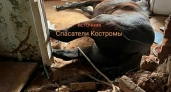 Костромские спасатели вызволили лошадь из подвала заброшенного здания