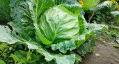 Капуста не вянет и не чернеет, хотя в погребе тепло: 3 простых приёма, которые агрономы называют “ересью” — но они работают