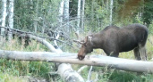 Фотоловушки в Костромском заповеднике показали, как животные посещают "лесные столовые"