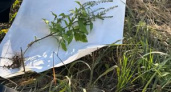 В Костроме ликвидировали амброзию, которая наносит ущерб сельскому хозяйству и опасна для человека