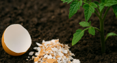 Думали, скорлупа — удобрение? На деле вы губите землю: агрономы объяснили, почему