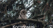 Редкую сову увидели костромичи в центре города