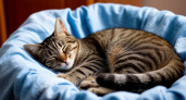 Почему коты спят на чистом белье и воруют носки: простое объяснение странного поведения
