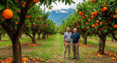 Лучше они сгниют на ветке - хозяин сада в Абхазии признался, почему качественные мандарины не доезжают в Россию