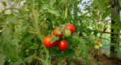 7 сортов томатов, которые плодоносят на "ура" даже в Сибири - лучшие помидоры