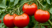 Шикарные сорта томатов - фитофторы не боятся. За ними уже выстроилась очередь
