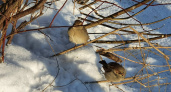 В Костроме начали перепись воробьев