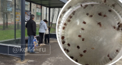 "Кипятком залила и крышкой закрыла": рядом с Костромой женщина собрала полбанки клещей