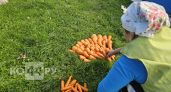 Не выбрасывайте кофейную гущу: 1 способ подкормки - морковь растет ровной и сладкой, без червячков