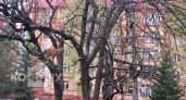 В Костромской области начали стрелять по котам