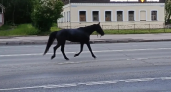 В Костроме одинокий конь создал переполох на городских улицах