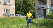 Сорняки засохнут вместе с корнем прямо на грядке: полейте междурядья этим раствором до 18 июня