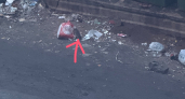 В Костроме территория детсада кишит крысами