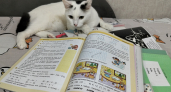 Умнее многих собак: 3 породы кошек, которые легко поддаются дрессировке и понимают команды с полуслова