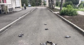 В Костроме массово погибли голуби
