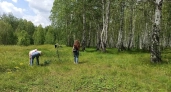 Ягоды долголетия собирают в лесах Костромской области
