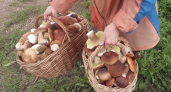 Белых всё больше! В каких округах Костромы уже можно набрать корзинку любимых грибов