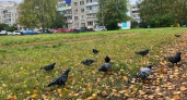 Когда ждать бабье лето в Костроме