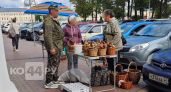  Какие грибы продают и сколько они стоят на рынках Костромы