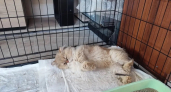 В Костроме пристраивают кошек из кошачьего концлагеря