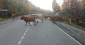 Коровы парализовали движение в Костромской области