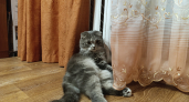 Отопление подключать в Костроме будут до 14 октября
