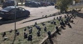 В Костроме горожане кормят голубей под табличками с запретом