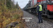 В Костроме ребенок остановил тепловоз и поезд столкнулся с лосем