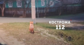 Лиса бросилась на женщин в Костромской области