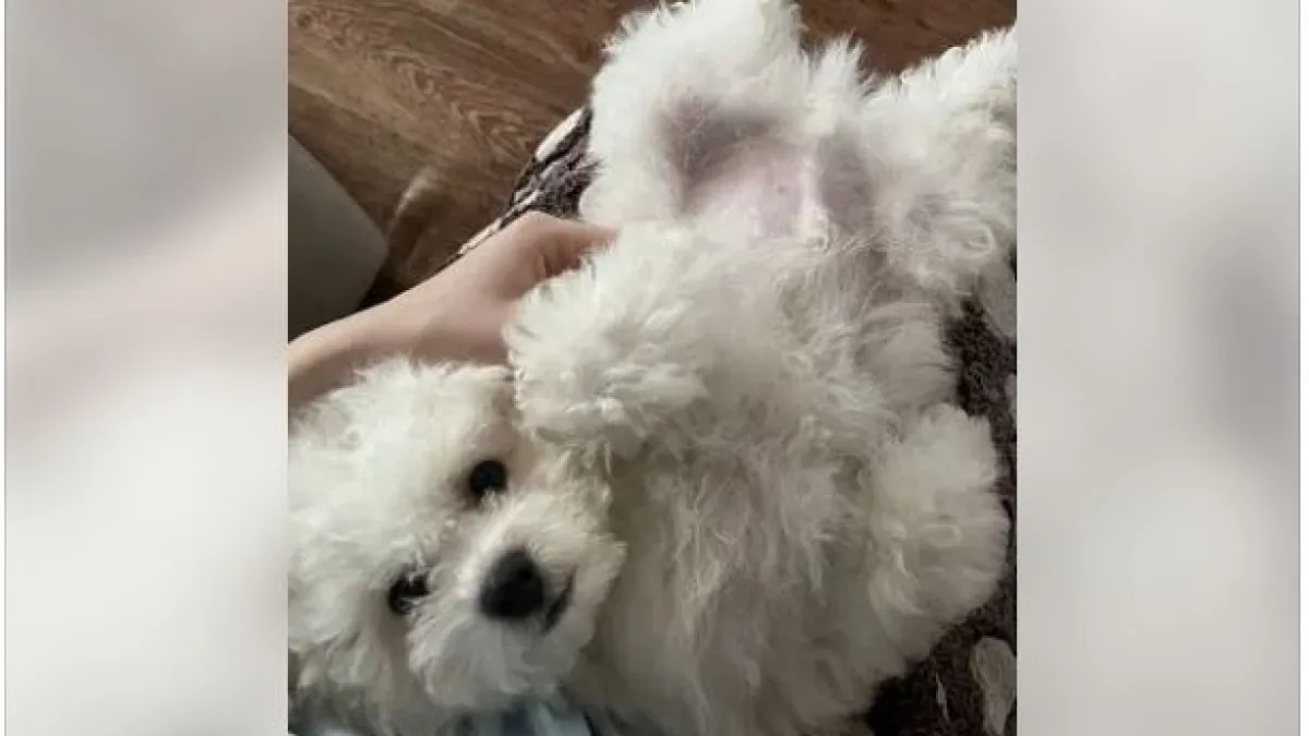 В Костроме продают щенка редкой породы