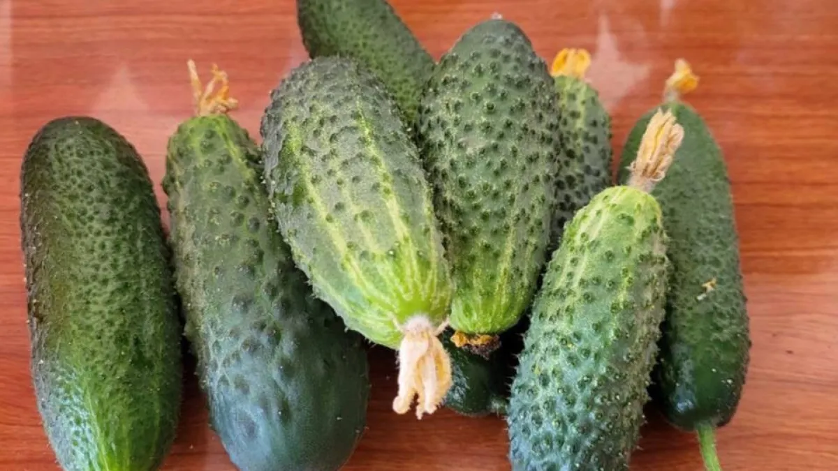 Пока соседи ждут, вы уже собираете: получаю первые огурцы на 2 недели раньше без теплицы