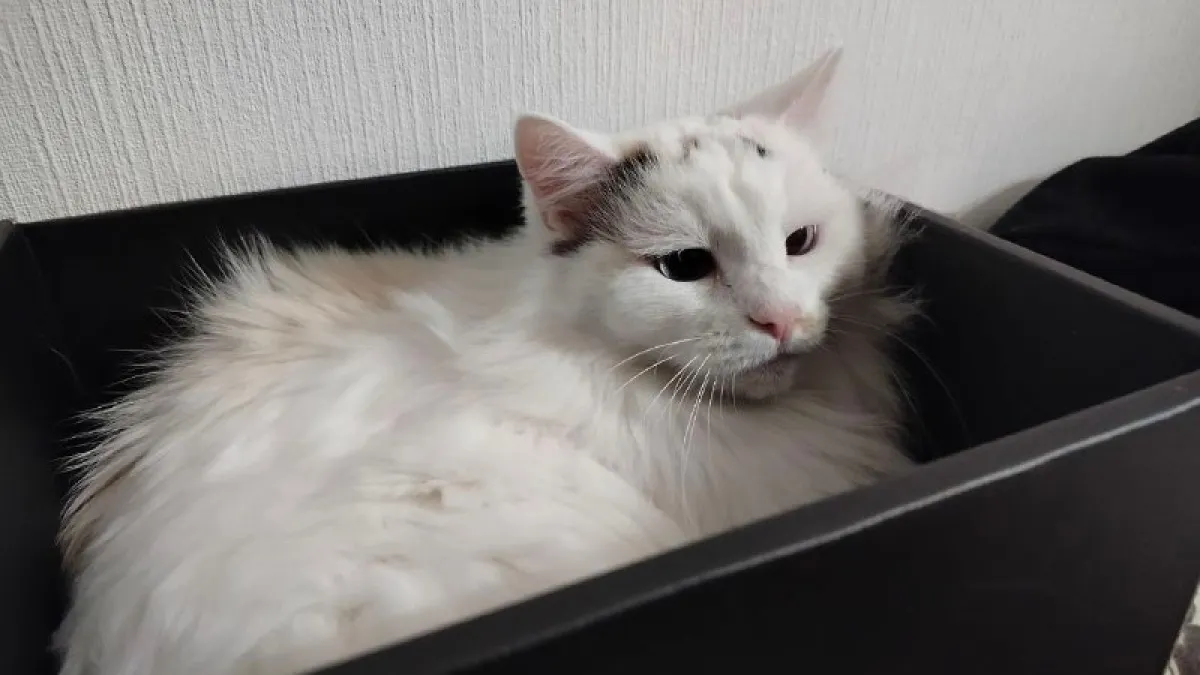 В парках Костромы соберут корм для бездомных животных