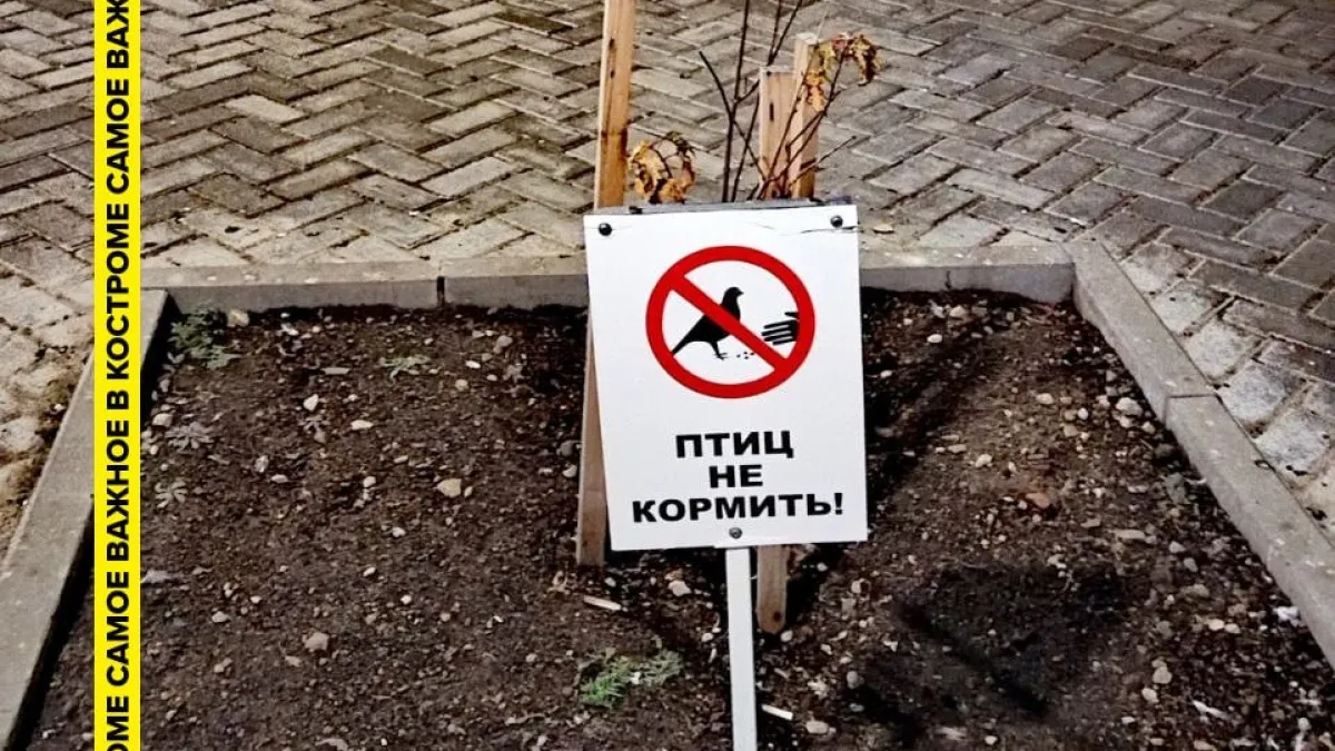 В Костроме на антиголубином месте установили штраф 5 тысяч рублей