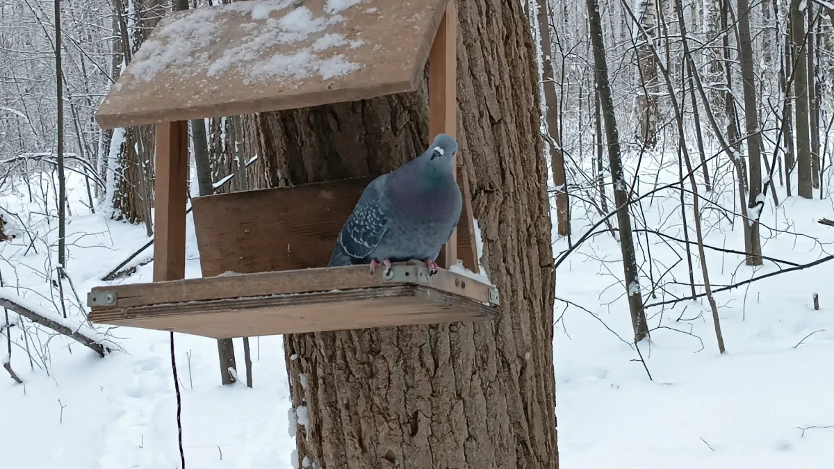 Таблички с штрафами за кормление голубей в Костроме появились в ходе соседских войн