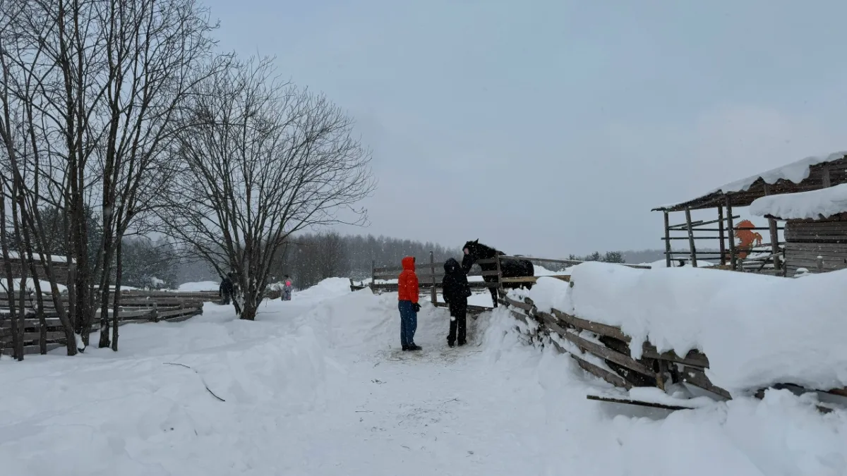 В конном клубе Костромы девочка упала с лошади и покалечилась