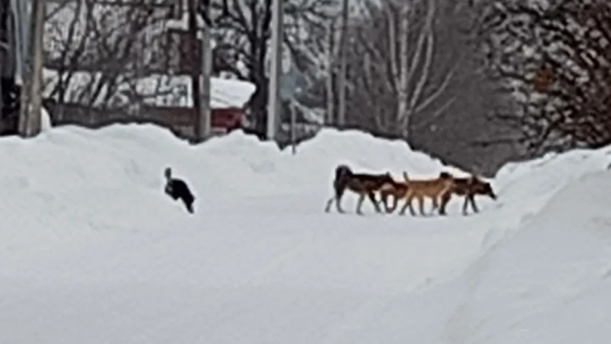 Стая бродячих собак держит в страхе весь костромской поселок